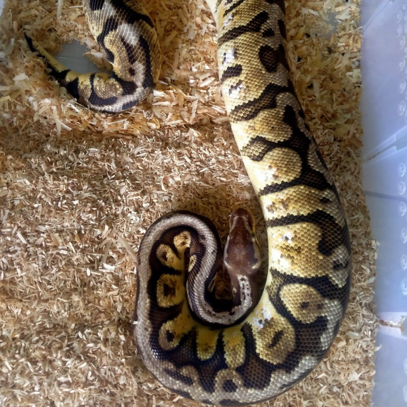 HGW PASTEL