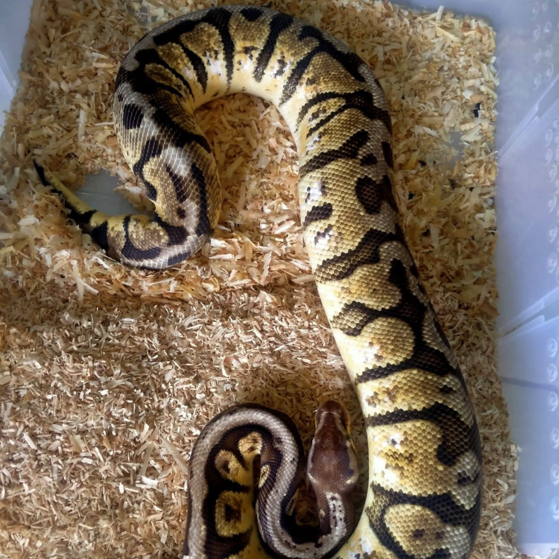 HGW PASTEL