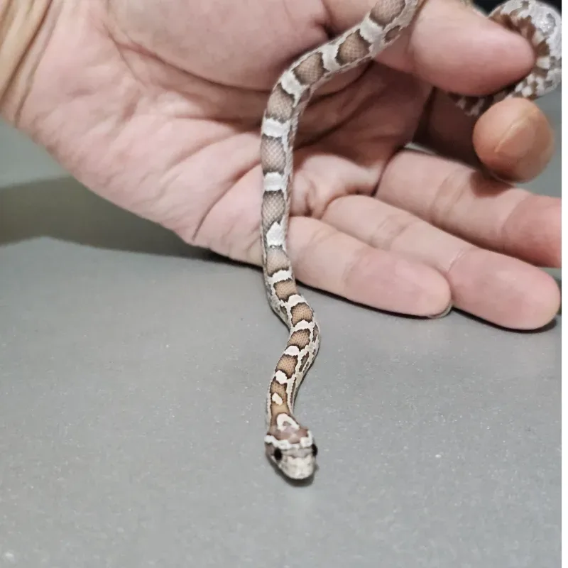 Anerythristic Hypomelanistic 66% Het Albino/Amelanistic 66% Het Motley 66% Het Sunkissed
