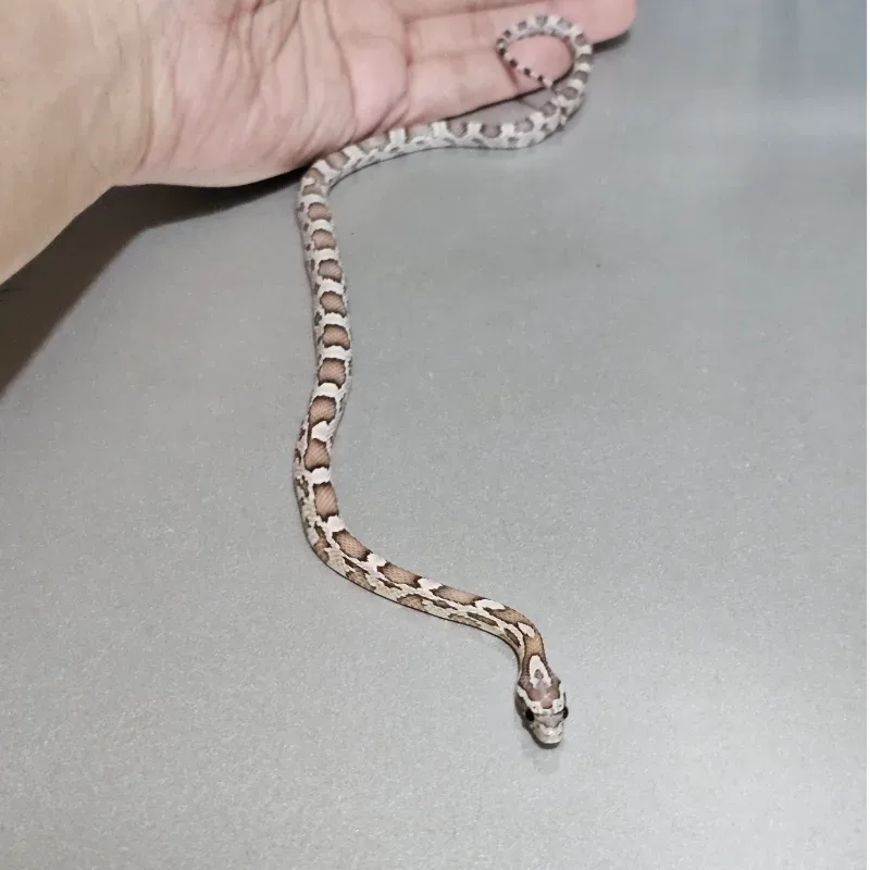 Anerythristic Hypomelanistic 66% Het Albino/Amelanistic 66% Het Motley 66% Het Sunkissed 2