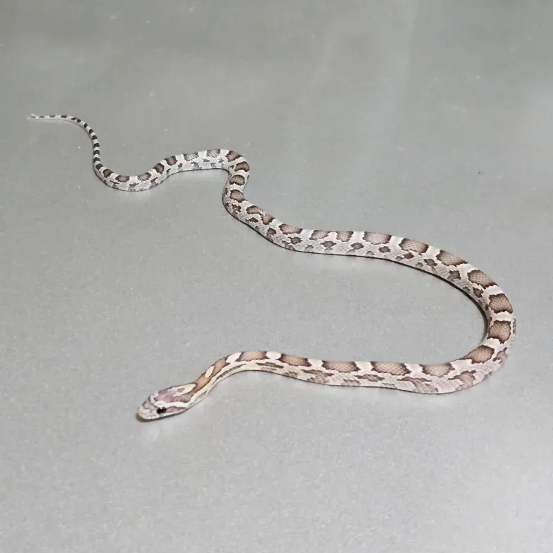 Anerythristic Hypomelanistic 66% Het Albino/Amelanistic 66% Het Motley 66% Het Sunkissed 3