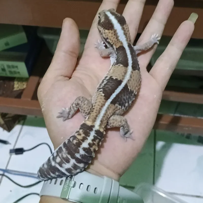 African Fat Tailed Gecko