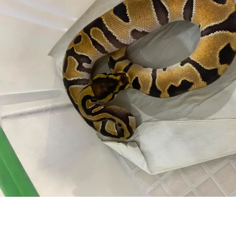 Orange Dream Het Pied