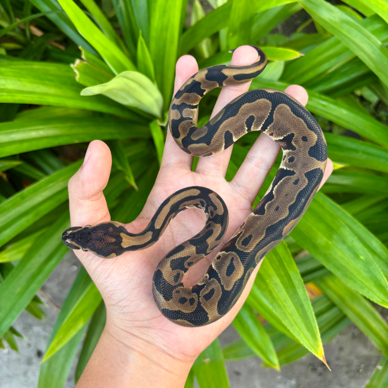 Leo