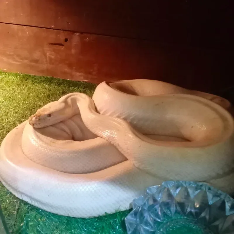 Albino Granite