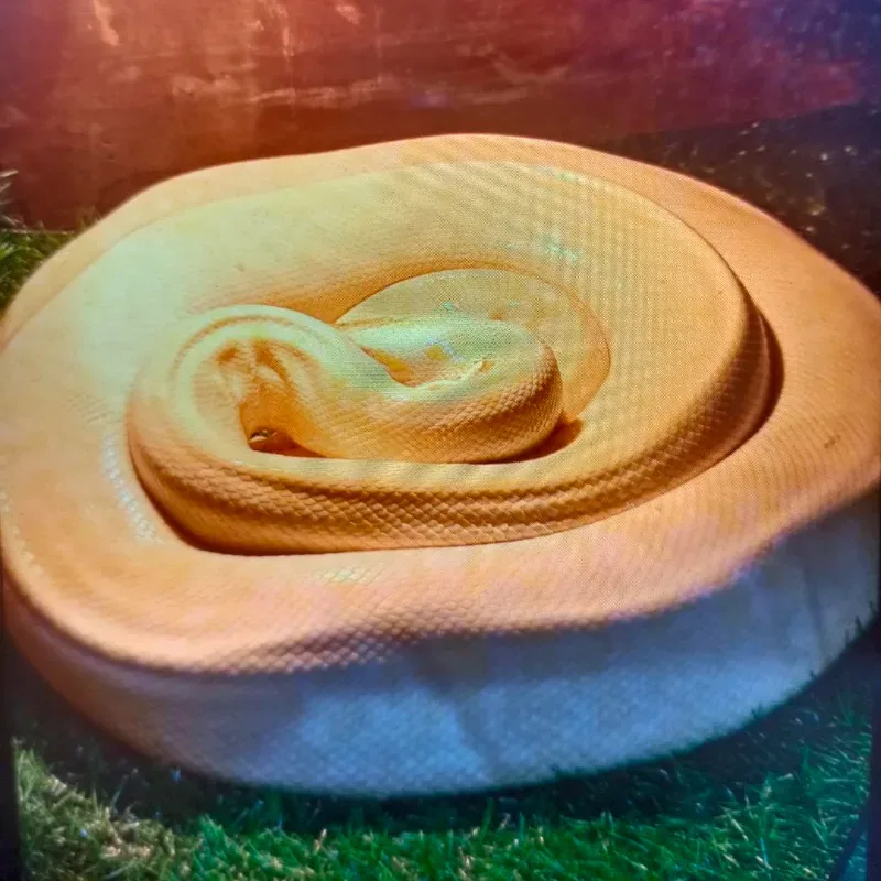 Albino Granite Prooven