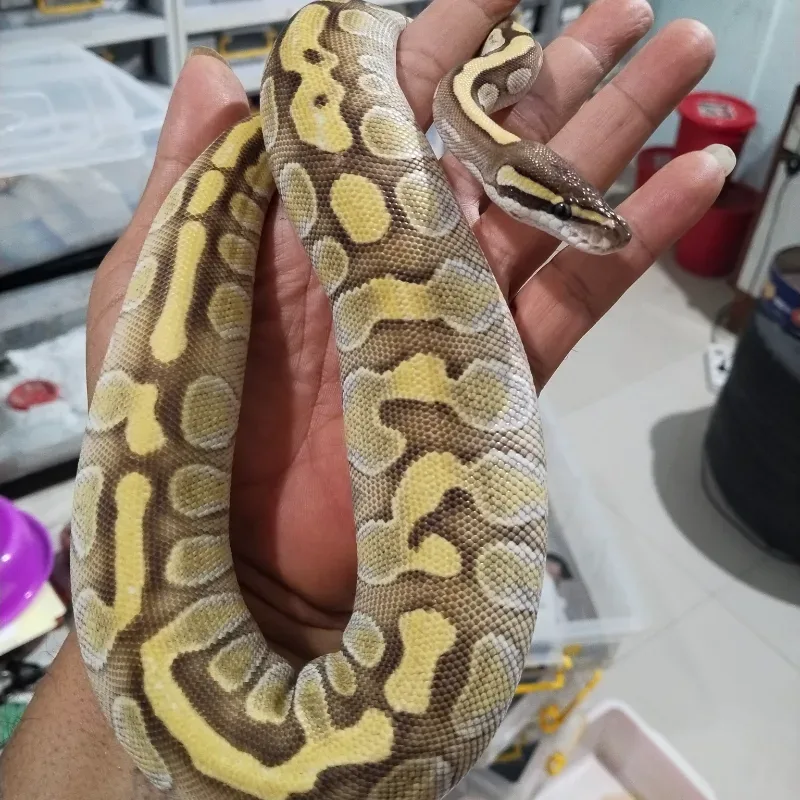 Leopard Enchi Lesser Het Hypo
