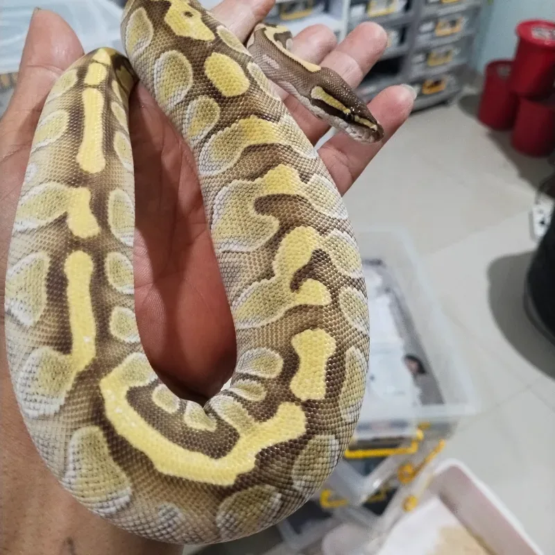 Leopard Enchi Lesser Het Hypo