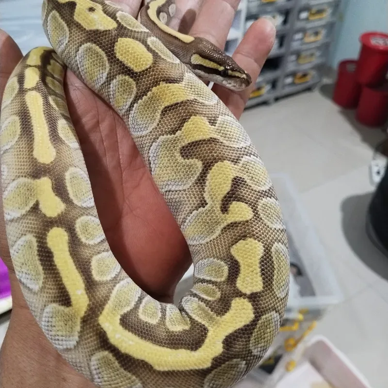 Leopard Enchi Lesser Het Hypo