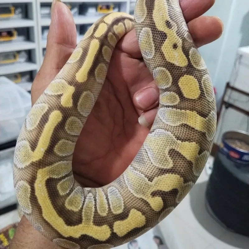Leopard Enchi Lesser Het Hypo
