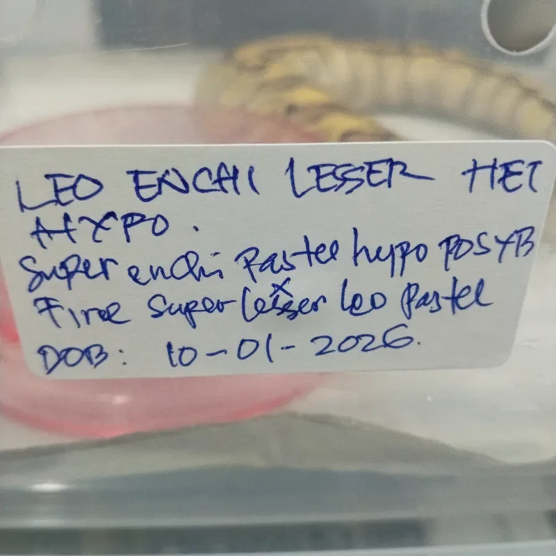 Leopard Enchi Lesser Het Hypo