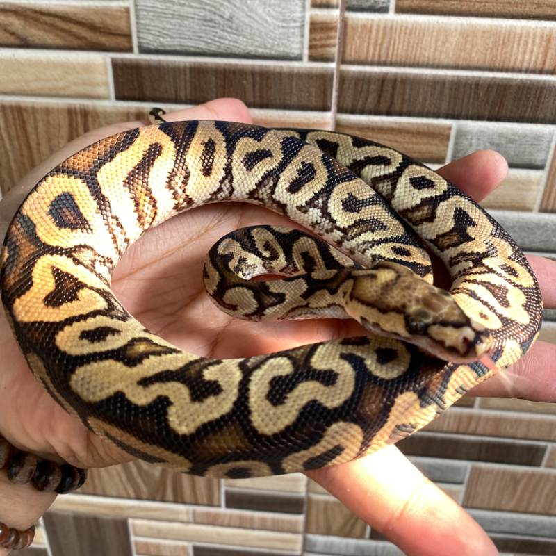 GHI Spotnose Clown
