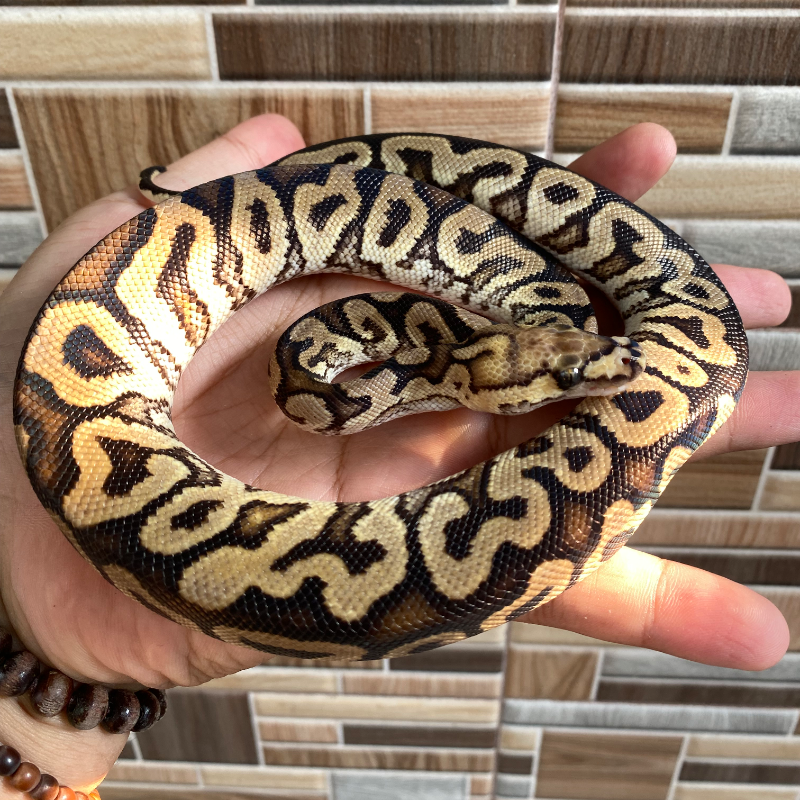 GHI Spotnose Clown