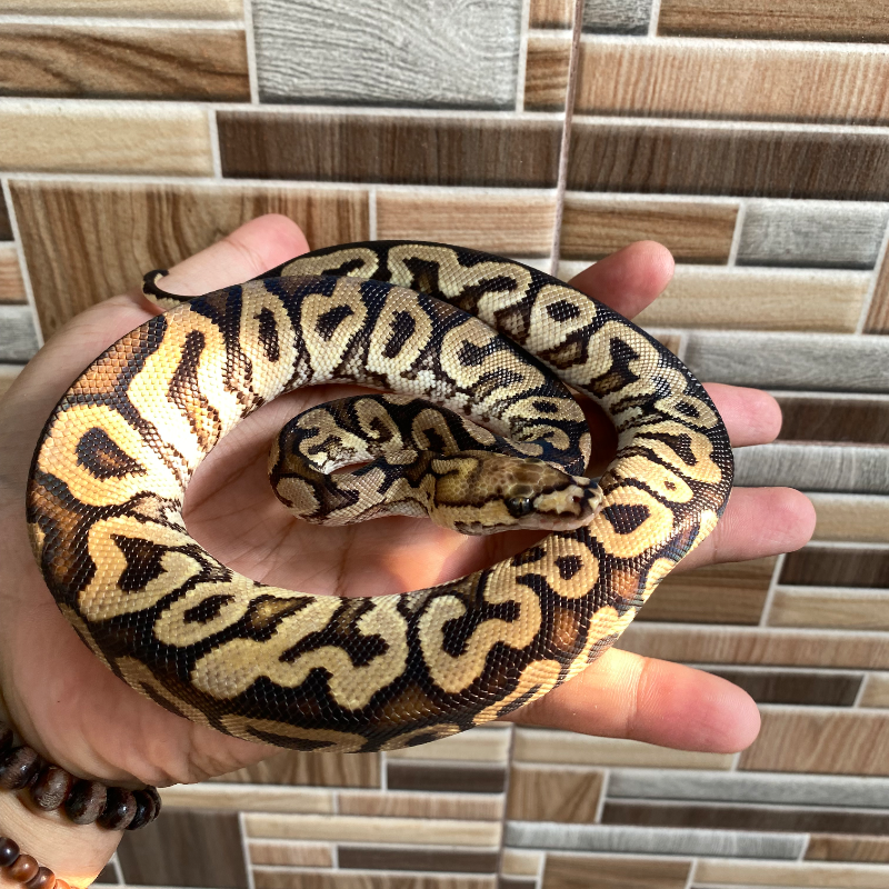 GHI Spotnose Clown