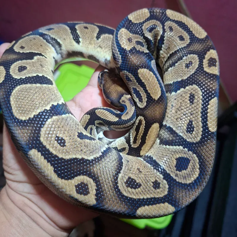 Ball Python Normal Het Pied Het Lavender Albino