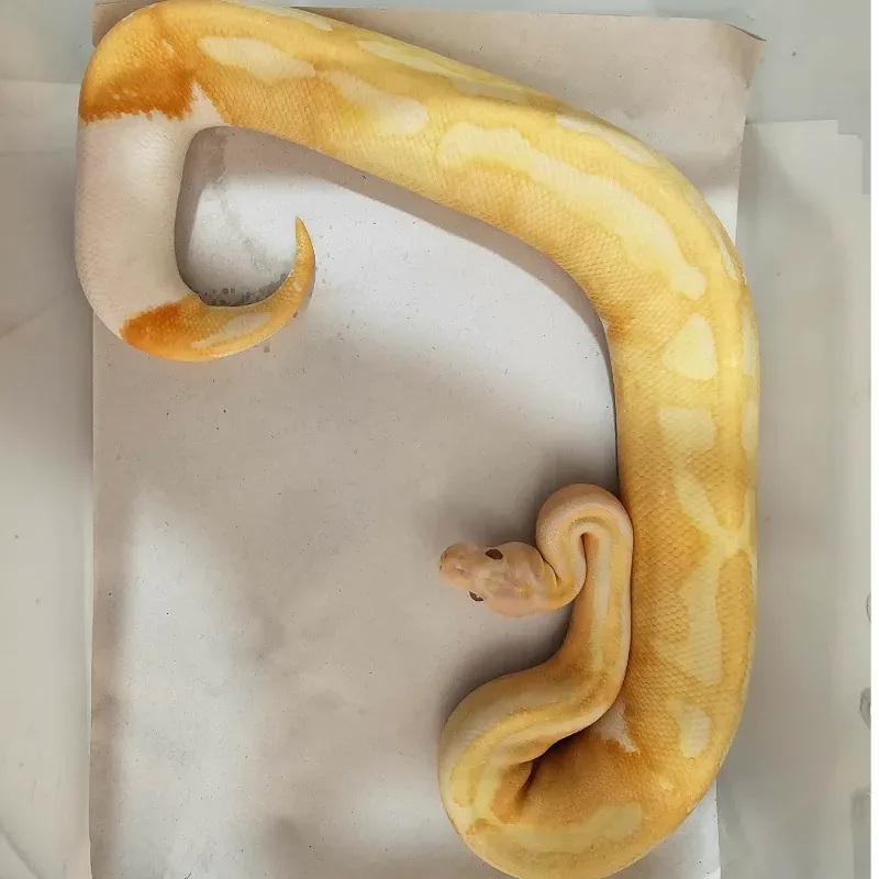 Enchi Lavender Albino Pied