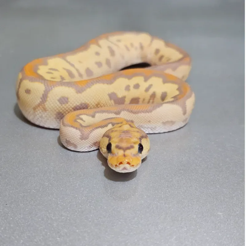 Banana Clown Poss (Yellowbelly)