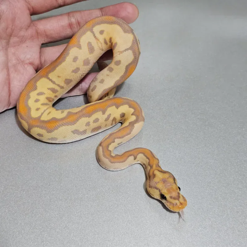 Banana Clown Poss (Yellowbelly) 3