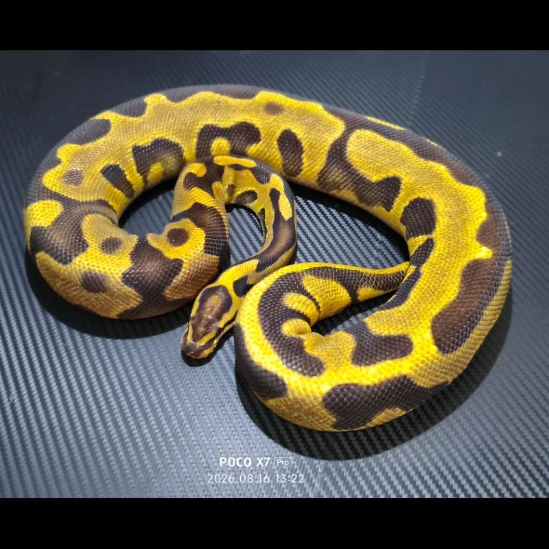 Leopard Fire het DG