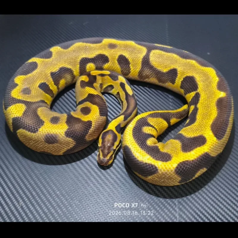 Leopard Fire het DG