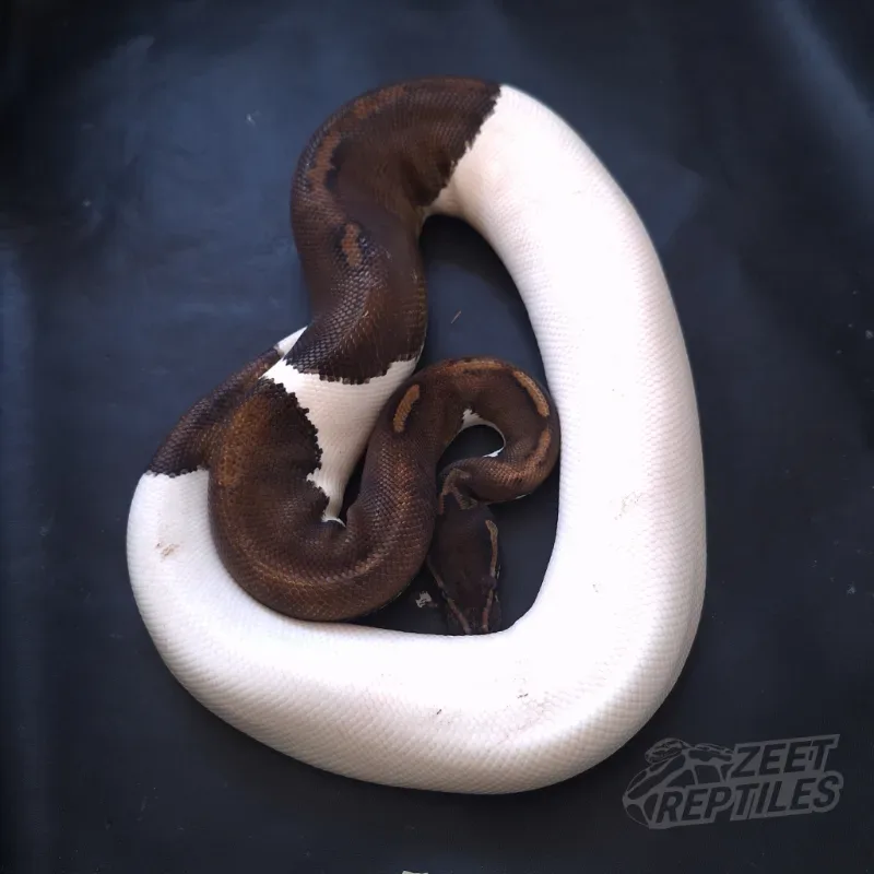 Black Pastel Pied