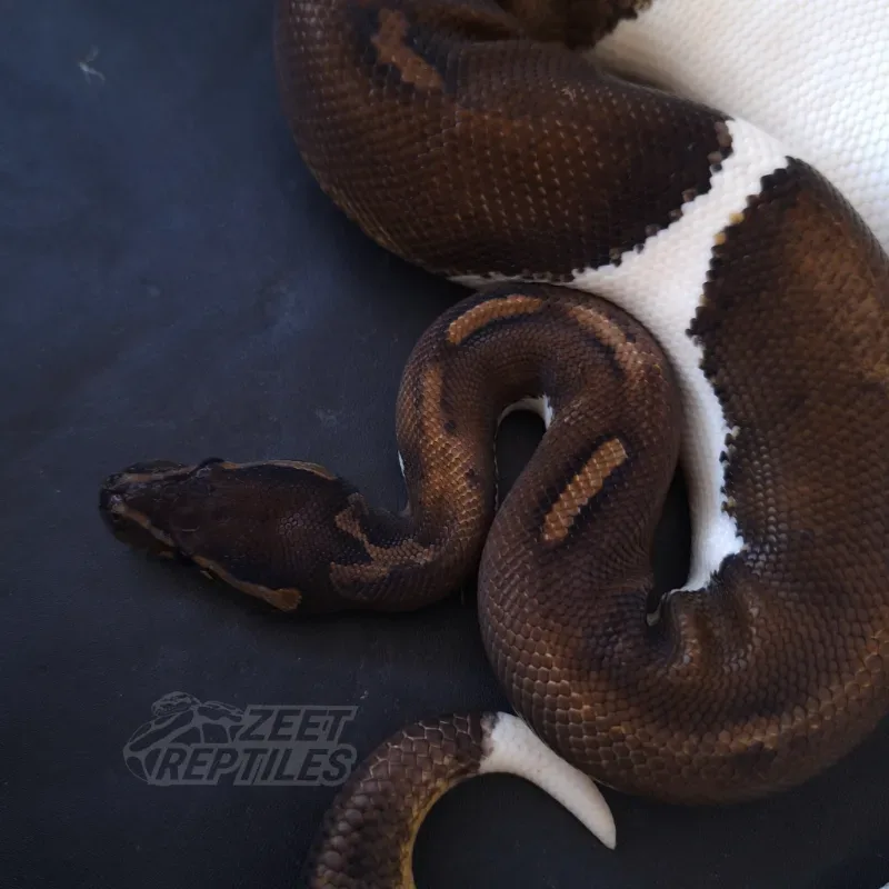 Black Pastel Pied