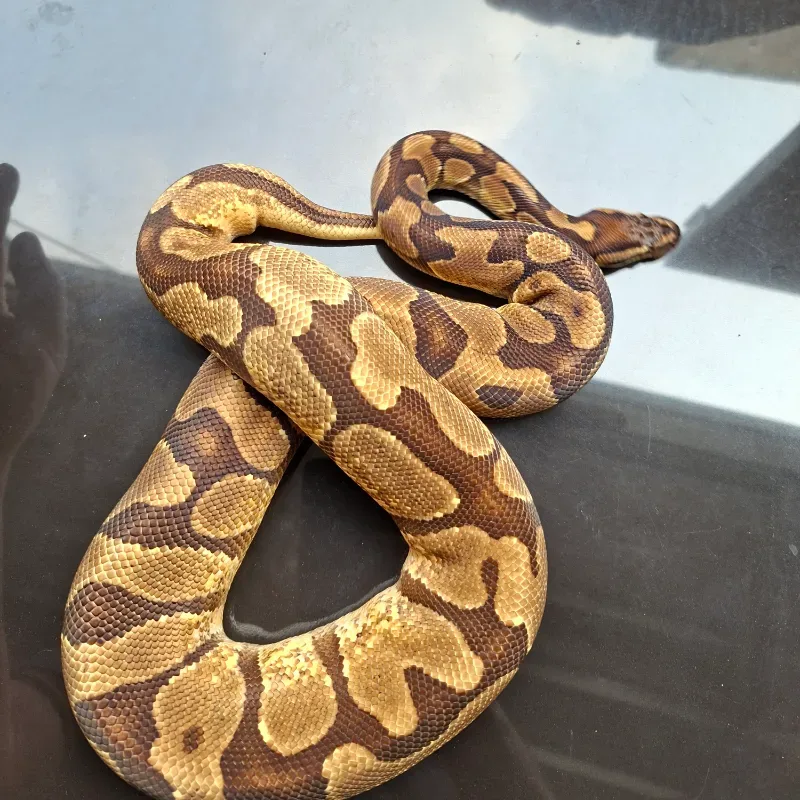 Enchi Yellowbelly Het Albino