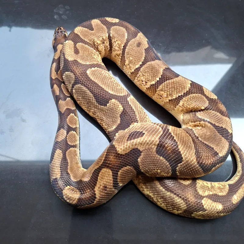 Enchi Yellowbelly Het Albino
