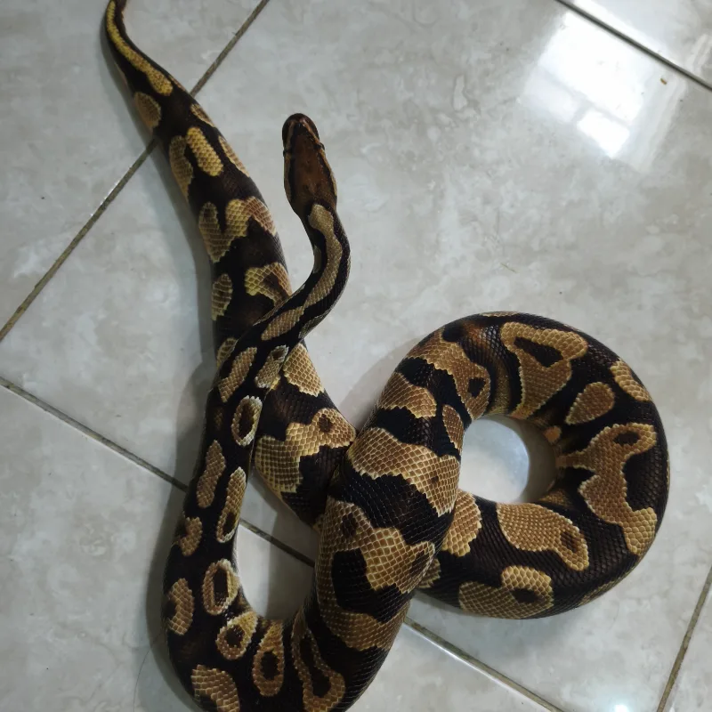 Orange dream het clown