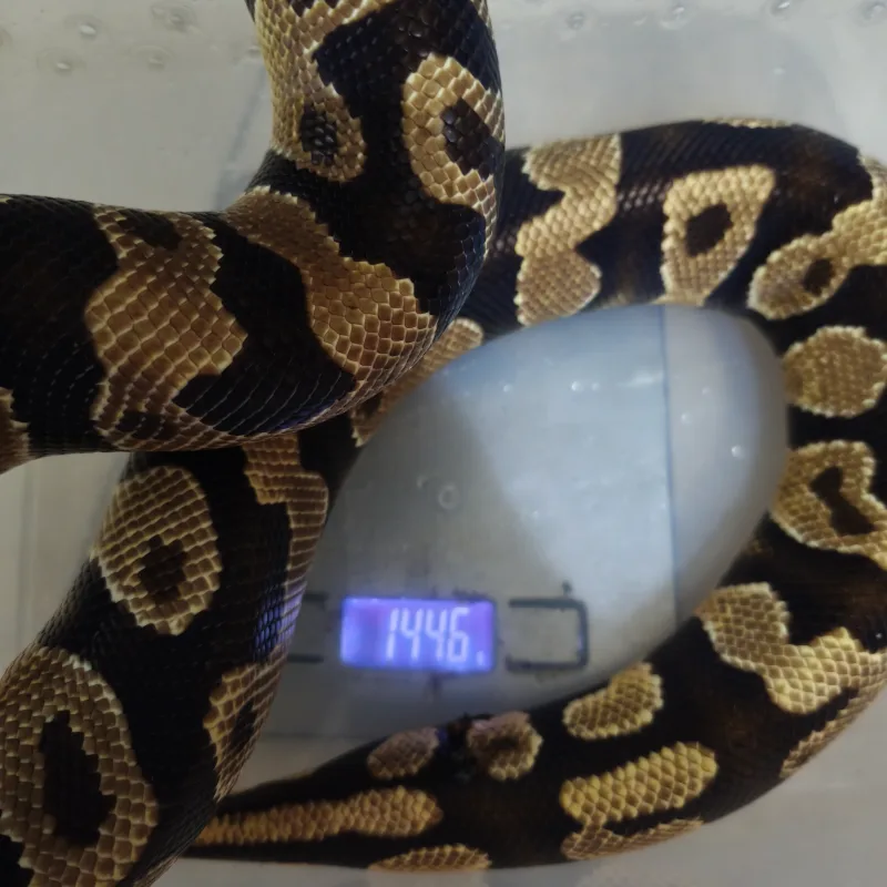 Orange dream het clown 2