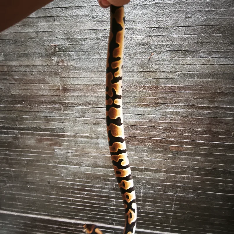 Leopard enchi het DG  2