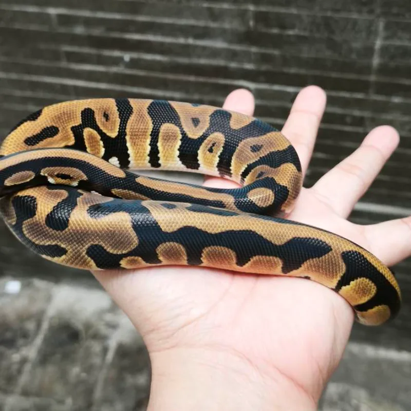 Leopard enchi het DG  3