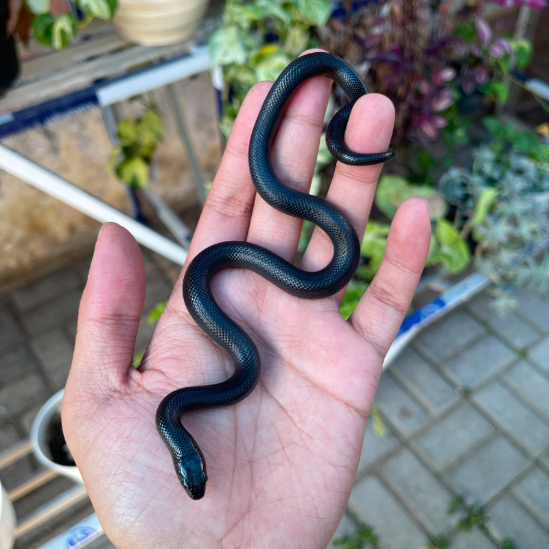 Mexican Black Kingsnake