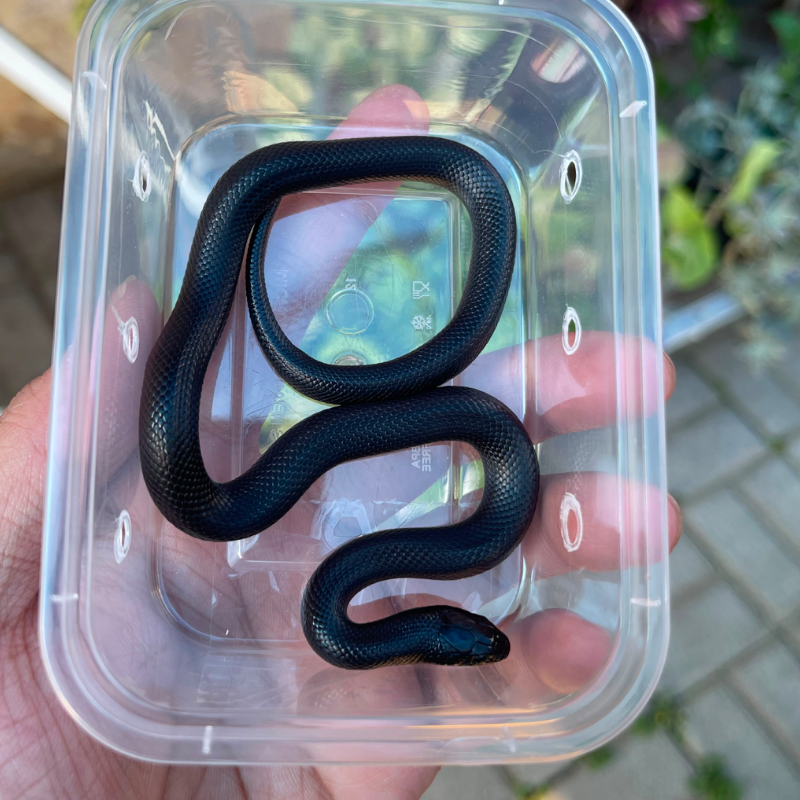 Mexican Black Kingsnake
