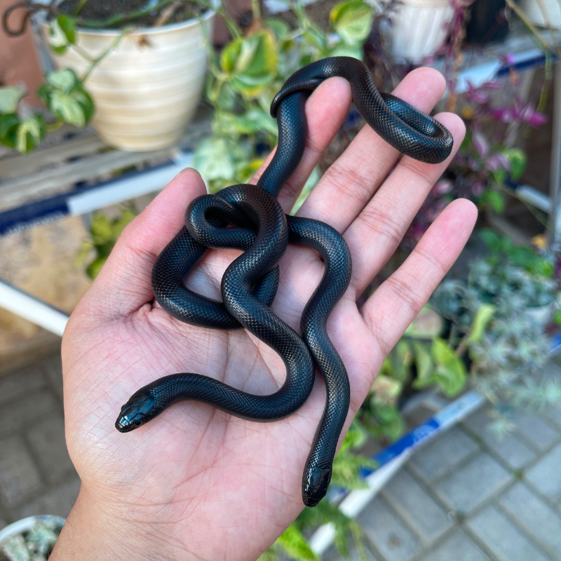 Mexican Black Kingsnake