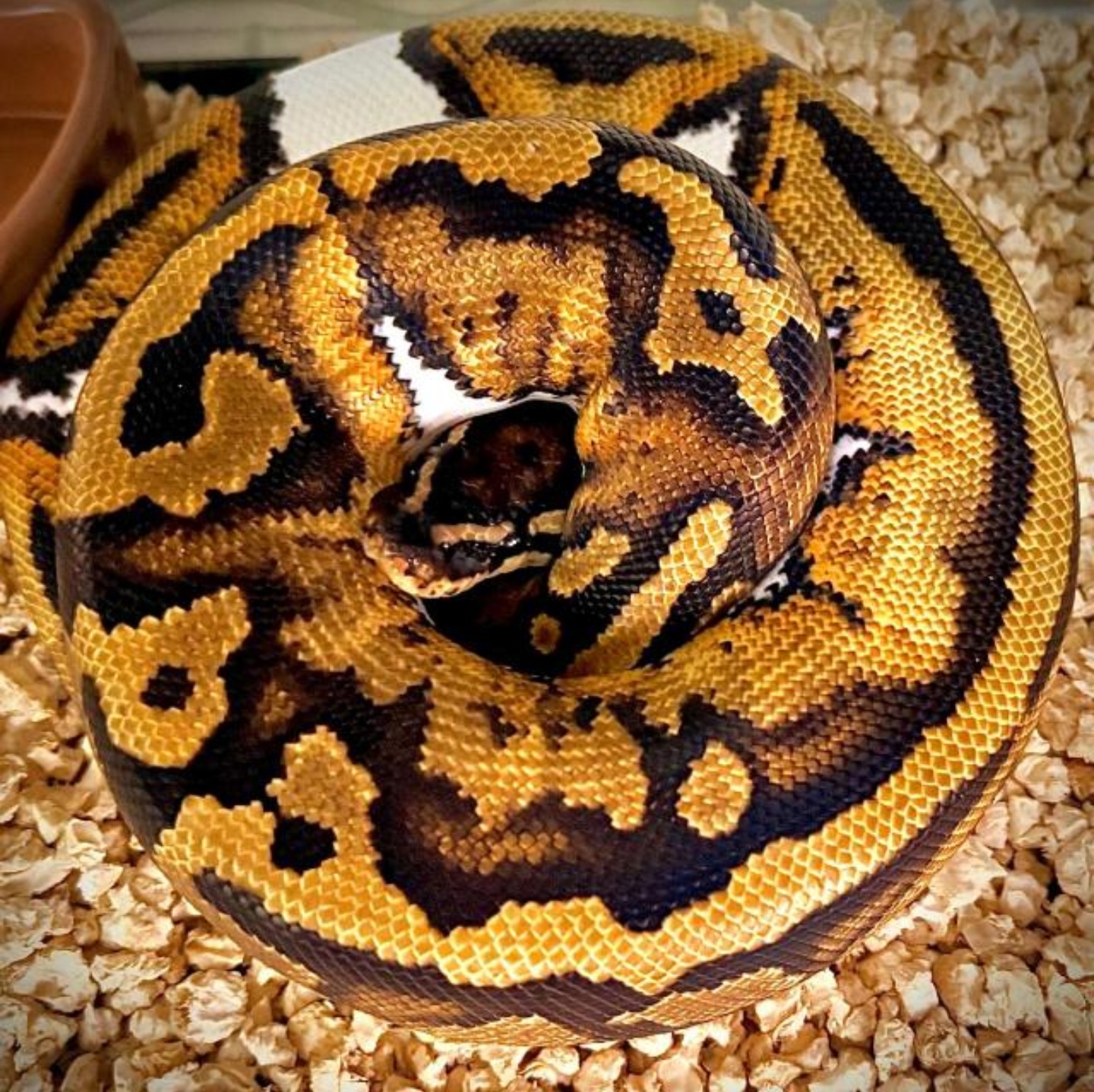 Pied Indomorph
