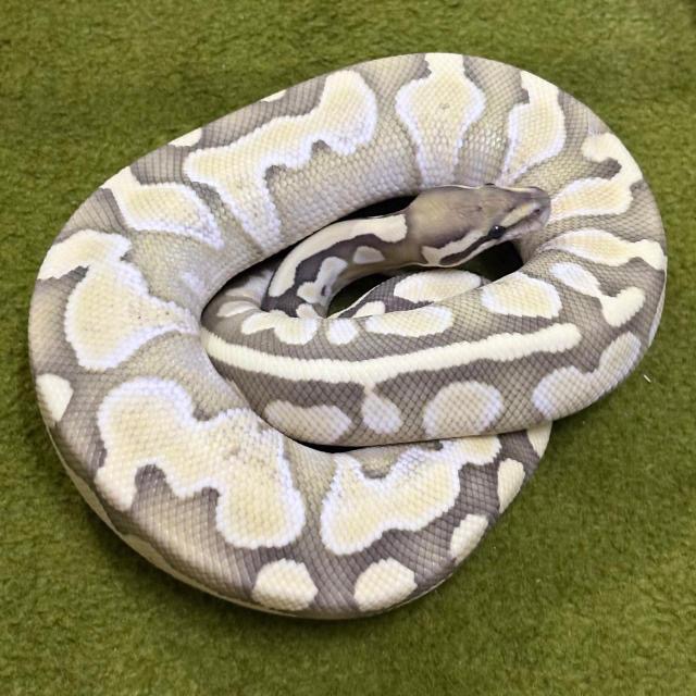 Ballpython General