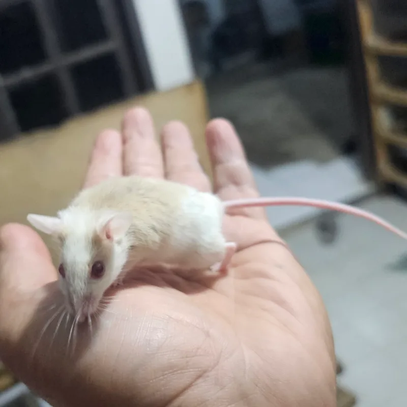 Albino ASF