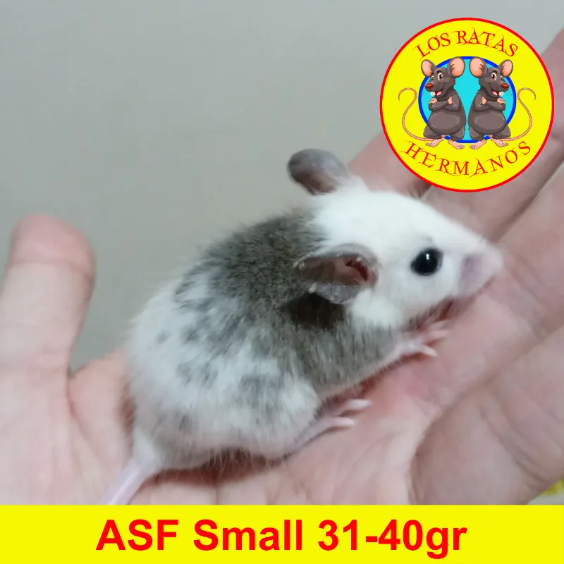 ASF Small 31-40 gr