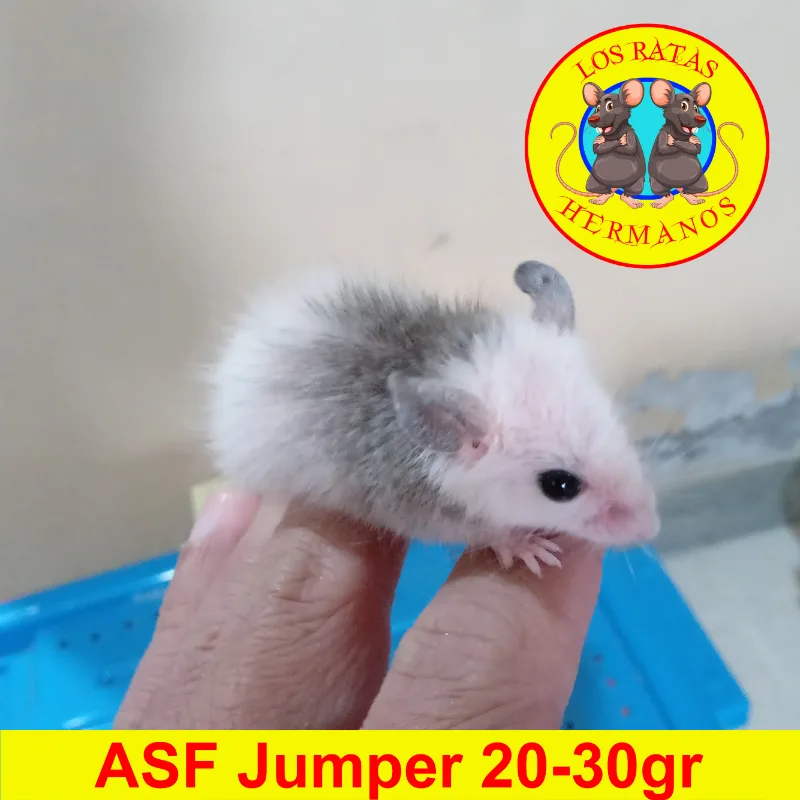 ASF Jumper 20-30 gr