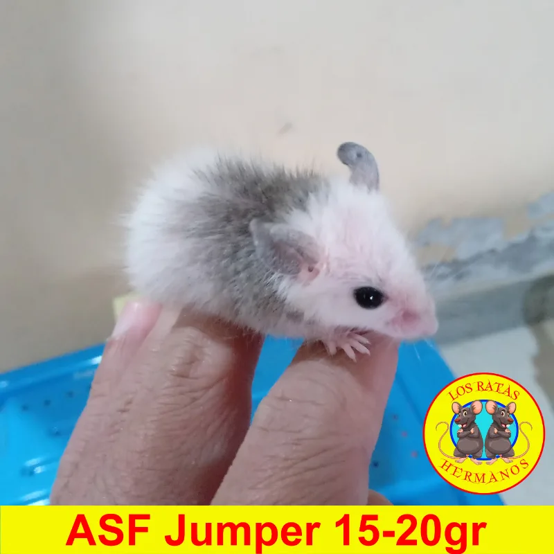 ASF Jumper 15-20 gr