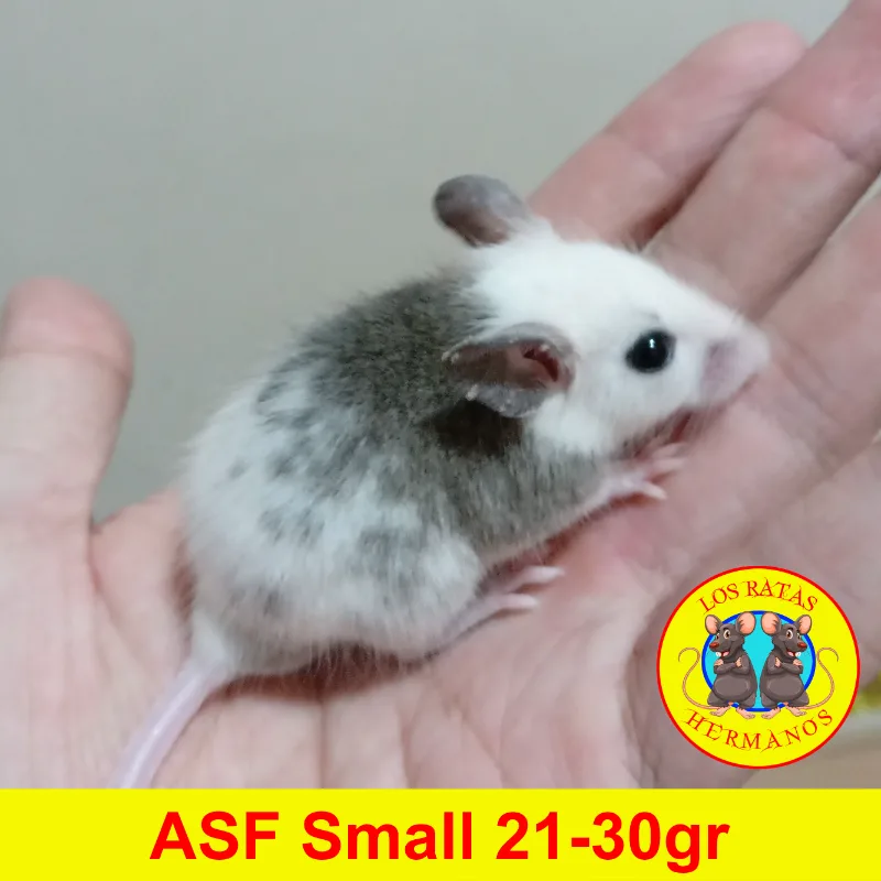 ASF Small 21-30 gr