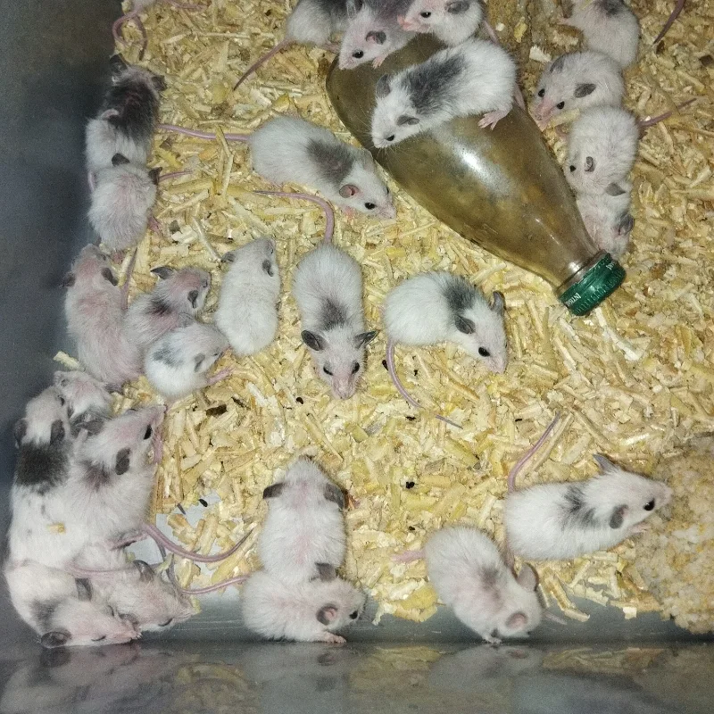 Tikus ASF Sapih