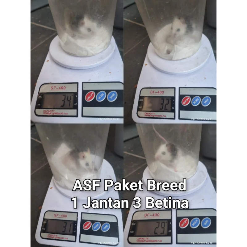 ASF Paket Breed (Calon Indukan) 1 Jantan 3 Betina