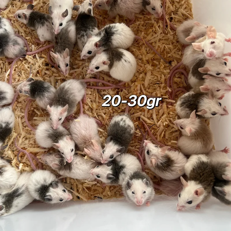 Tikus ASF 20-25gr Medium,Tangerang