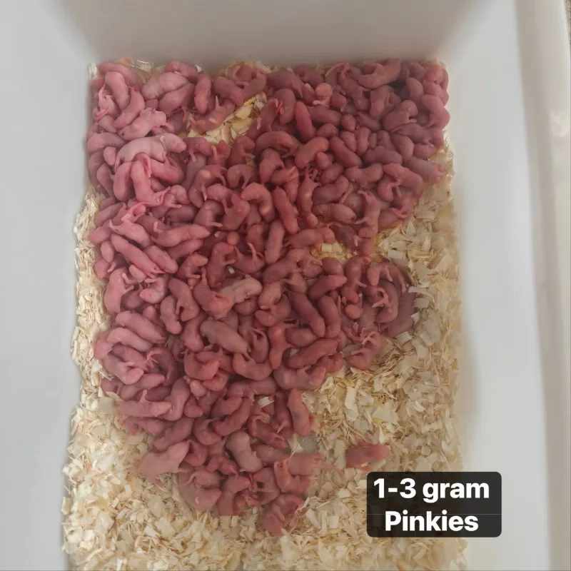 Baby Mencit 1-3gr Pinkies Fresh Tangerang