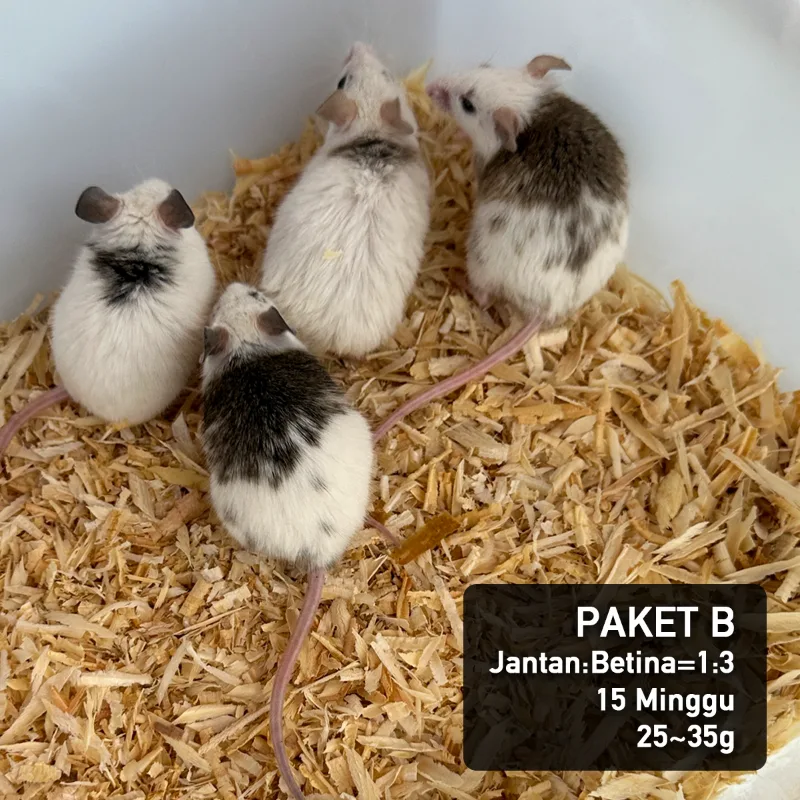 ASF Breeding Group1:3 (1set),Tangerang