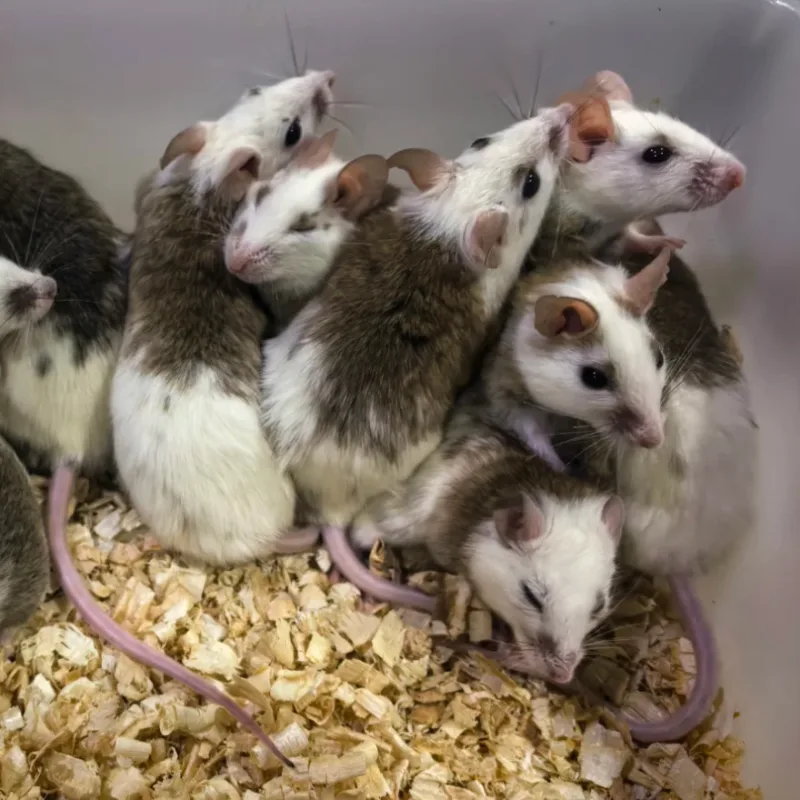 (12ekor)ASF Betina 40-50gram Large,Tangerang