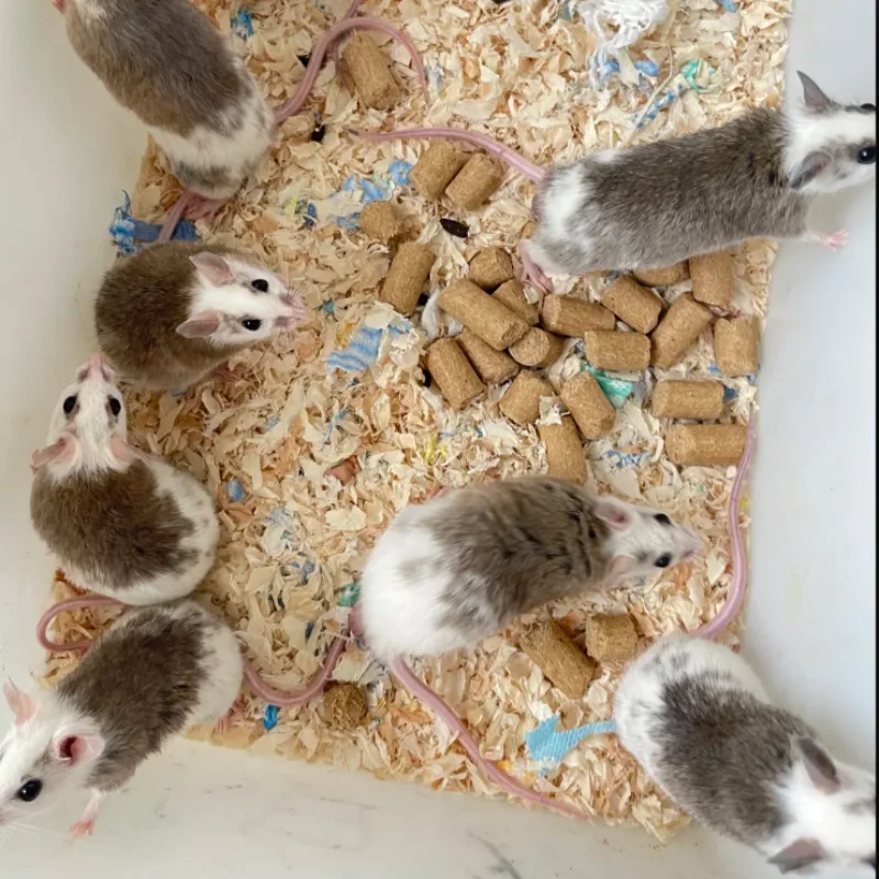 (12ekor)ASF Betina 40-50gram Large,Tangerang