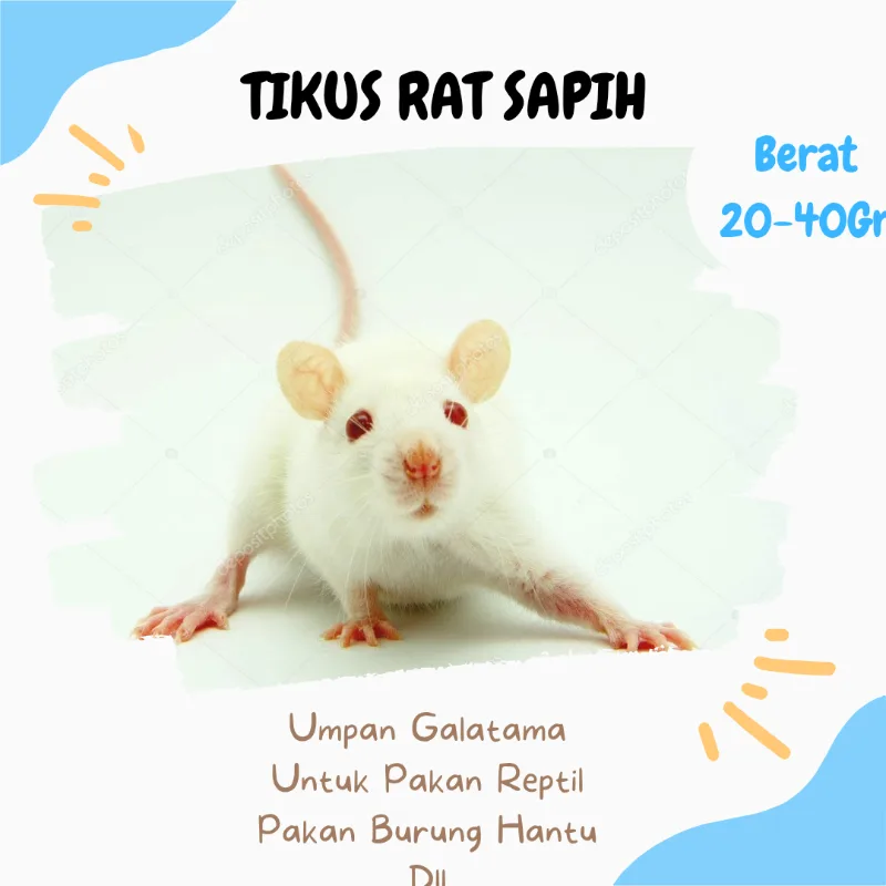 Tikus Putih RAT pakan ular - Reptil & Kebutuhan LAB